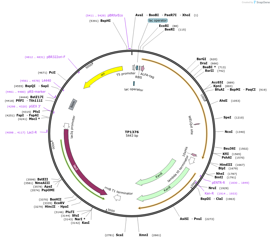 252368-plasmid-map-sequence-id-504517
