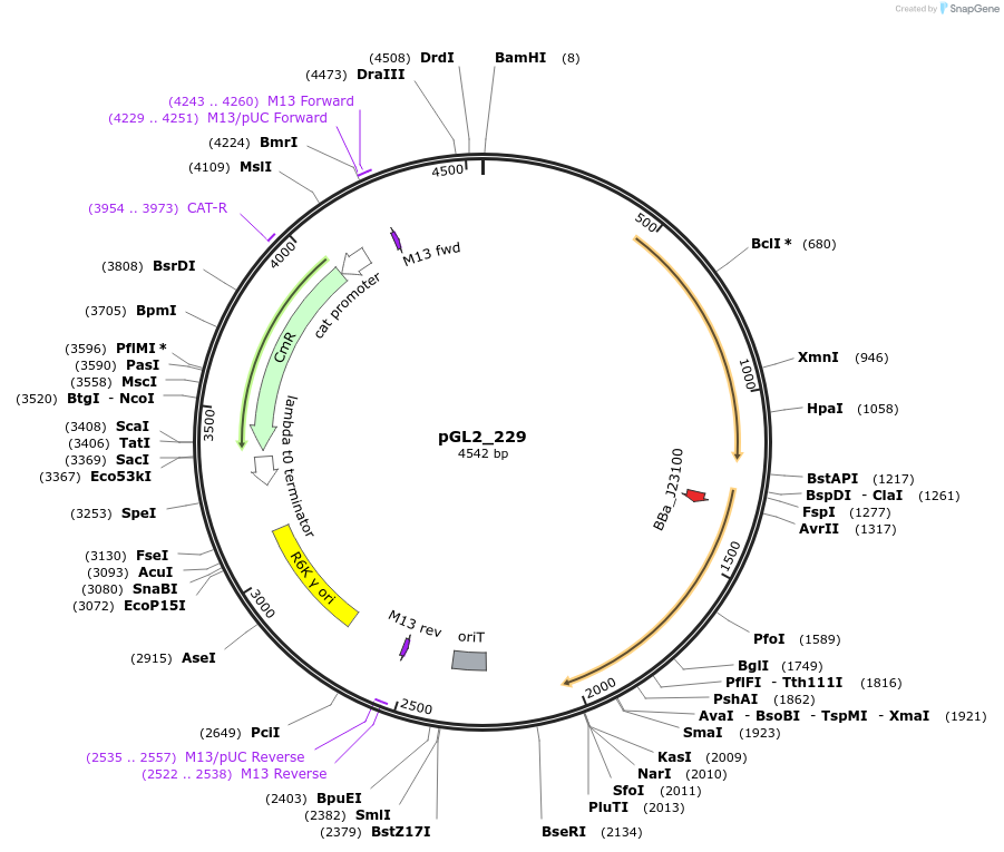 251867-plasmid-map-sequence-id-504518