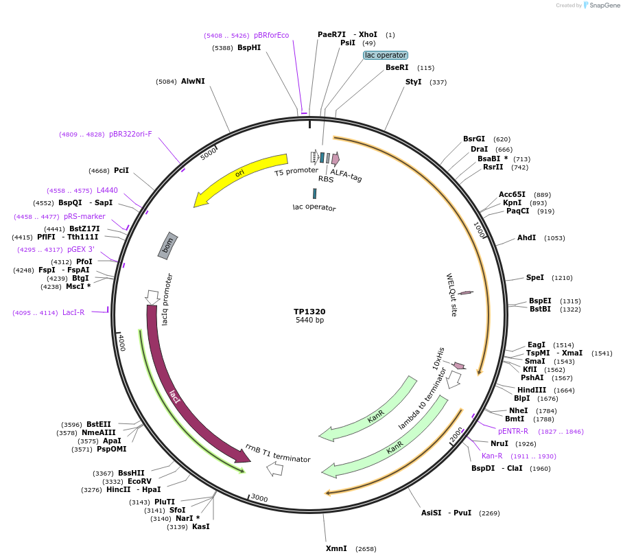 252367-plasmid-map-sequence-id-504519