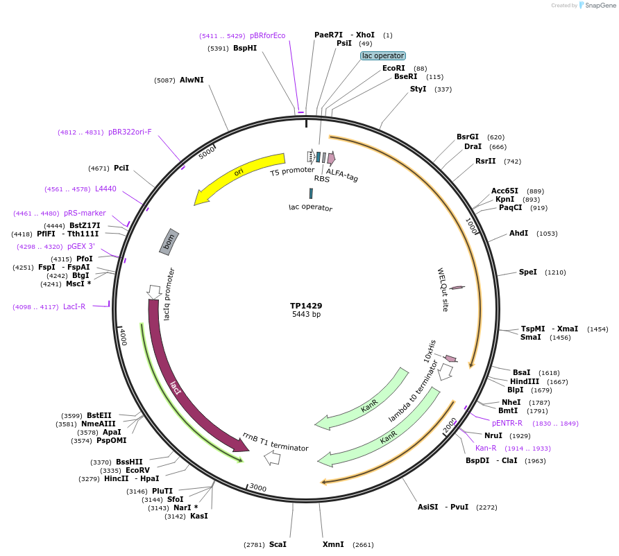 252374-plasmid-map-sequence-id-504520