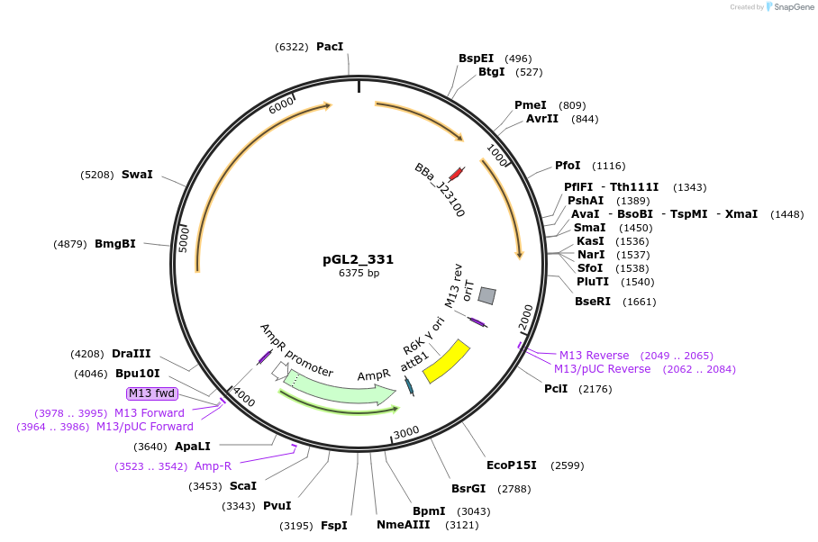 251859-plasmid-map-sequence-id-504521