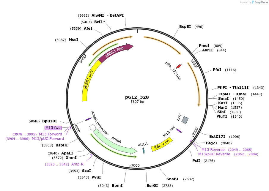 251856-plasmid-map-sequence-id-504523