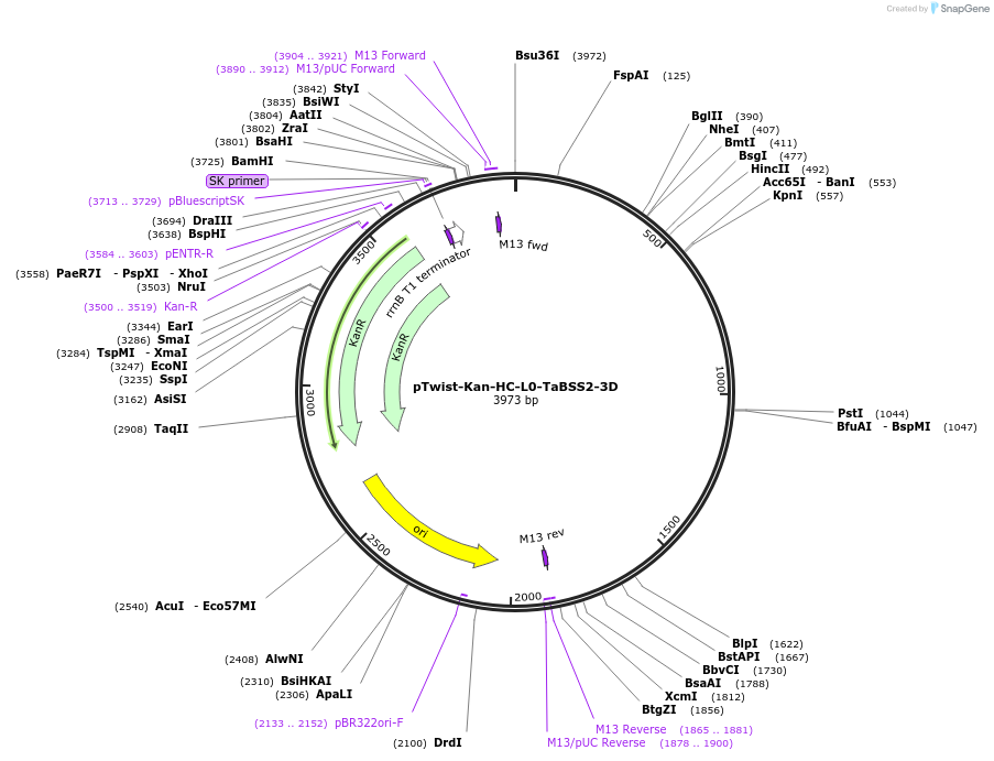 242010-plasmid-map-sequence-id-504526
