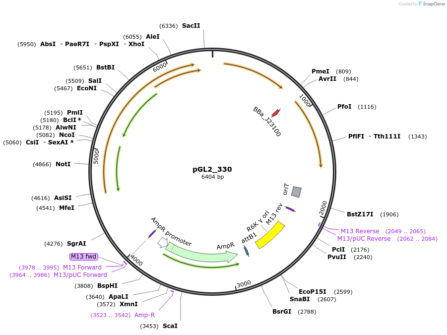 251858-plasmid-map-sequence-id-504527