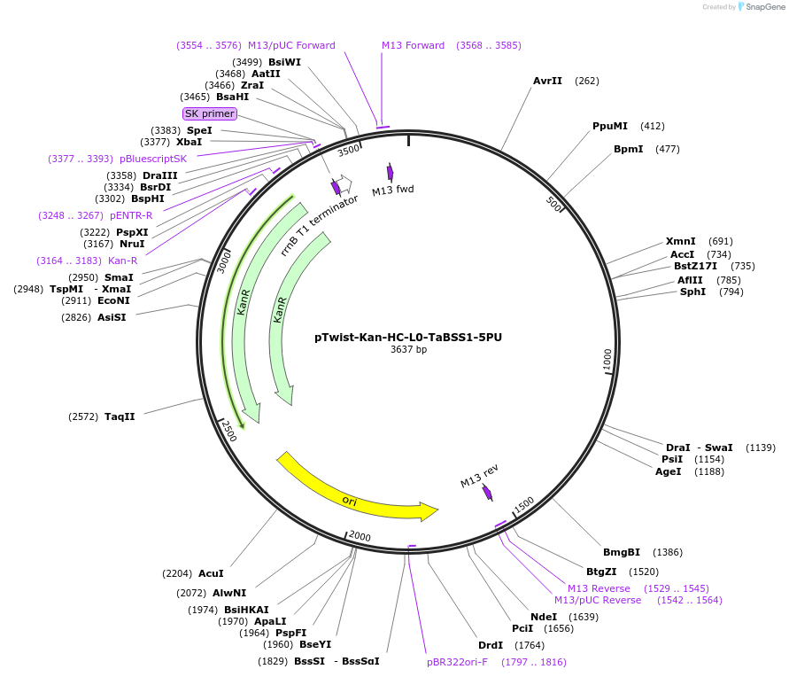 242007-plasmid-map-sequence-id-504528