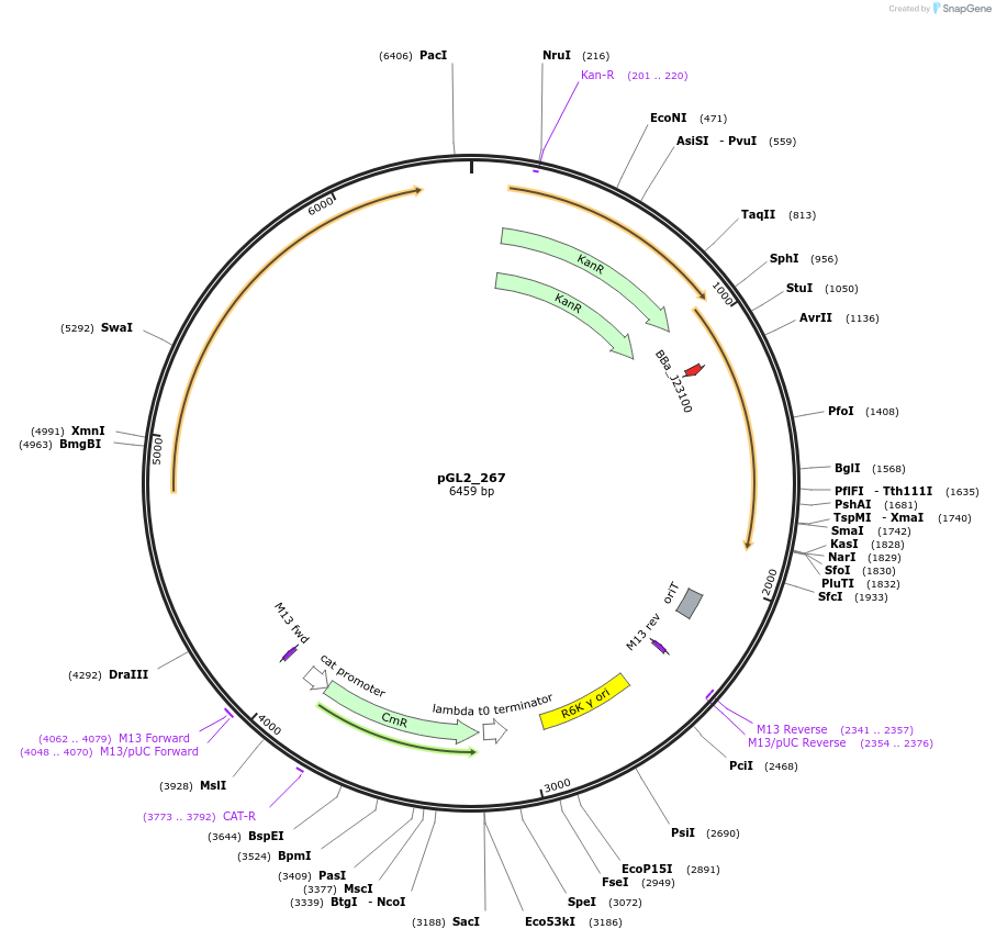 251907-plasmid-map-sequence-id-504529
