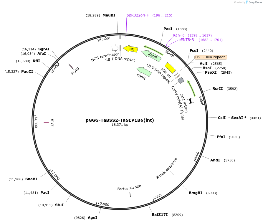 242016-plasmid-map-sequence-id-504530
