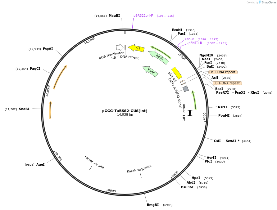 242017-plasmid-map-sequence-id-504531
