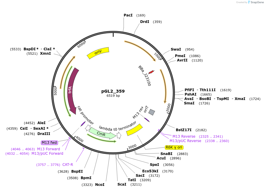 251939-plasmid-map-sequence-id-504532