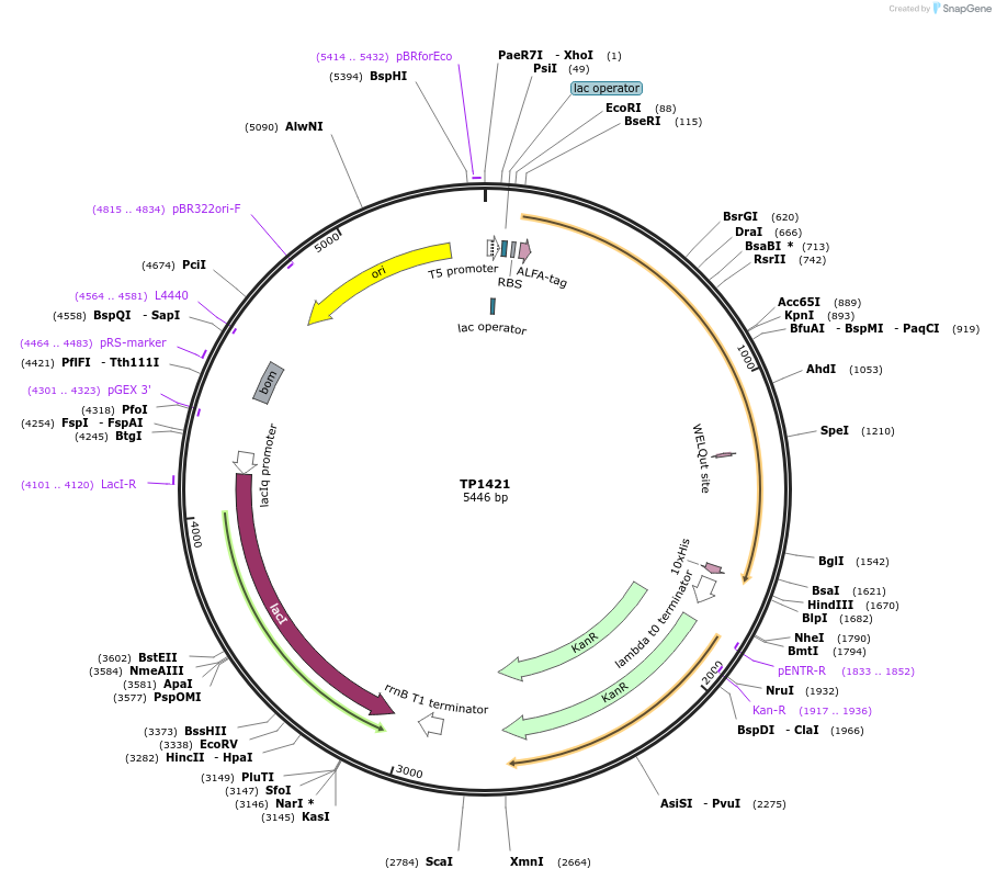 252371-plasmid-map-sequence-id-504533