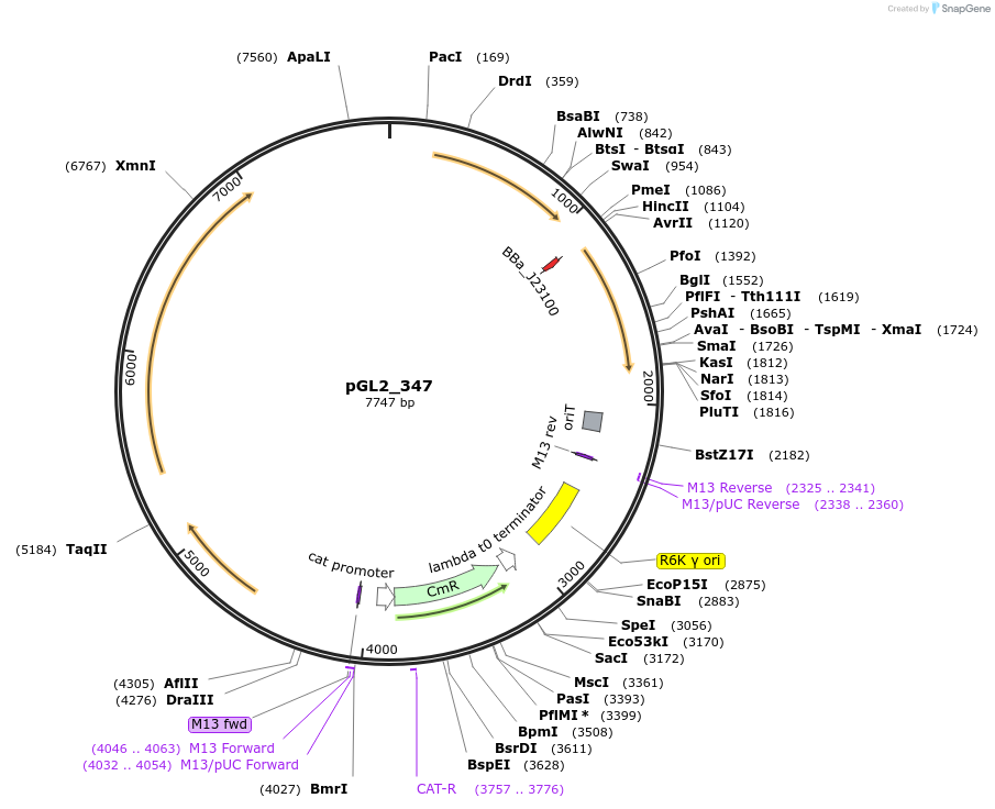251927-plasmid-map-sequence-id-504534