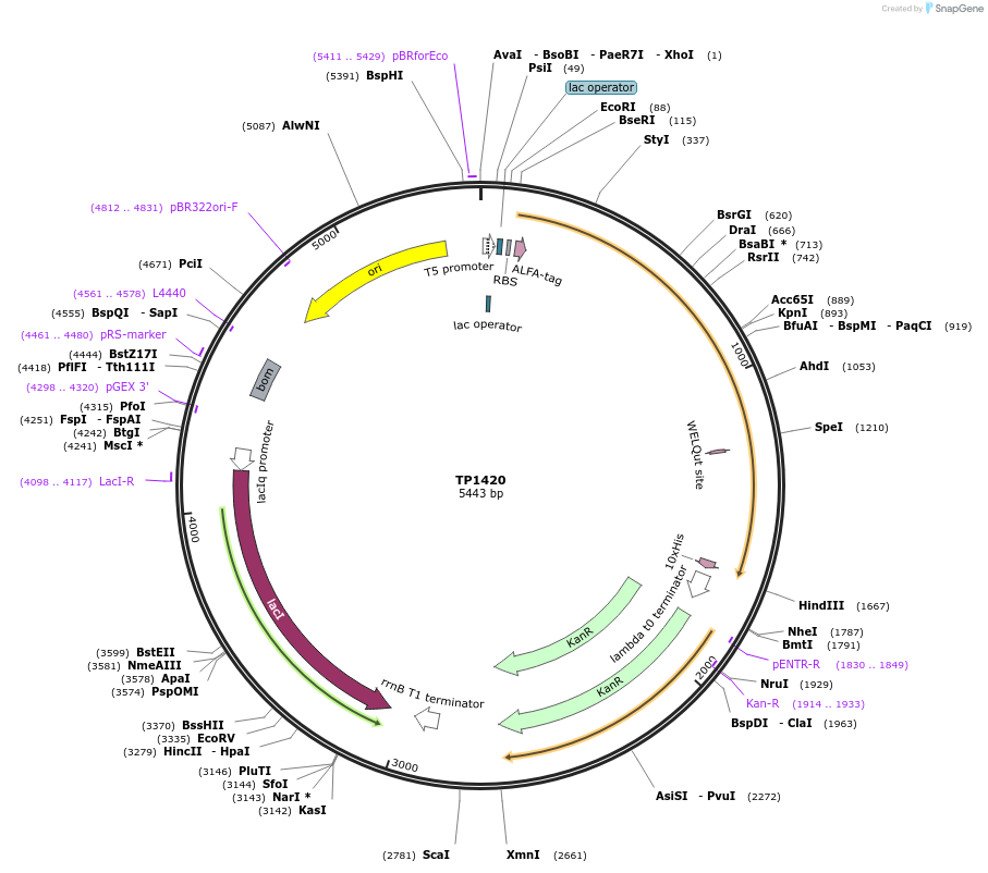 252370-plasmid-map-sequence-id-504535