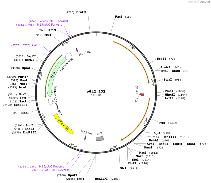 251918-plasmid-map-sequence-id-504536