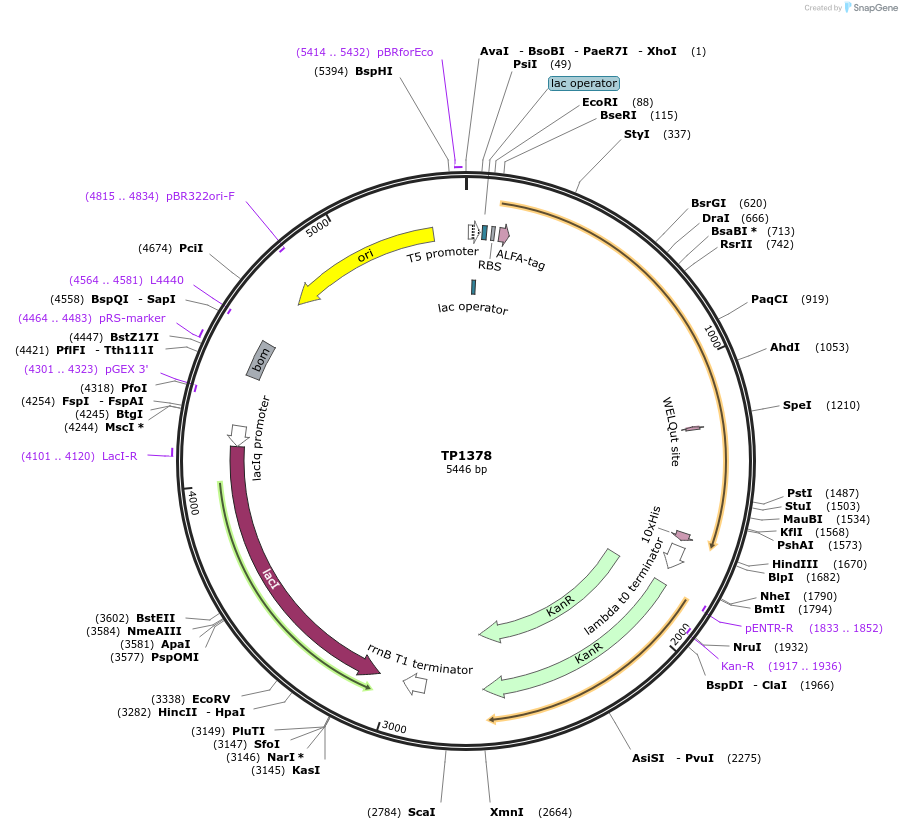 252366-plasmid-map-sequence-id-504537