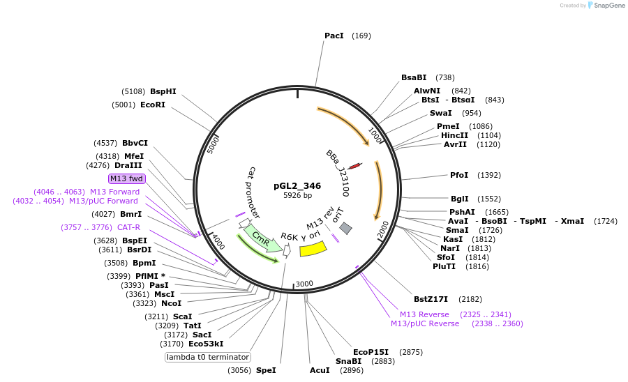 251926-plasmid-map-sequence-id-504538
