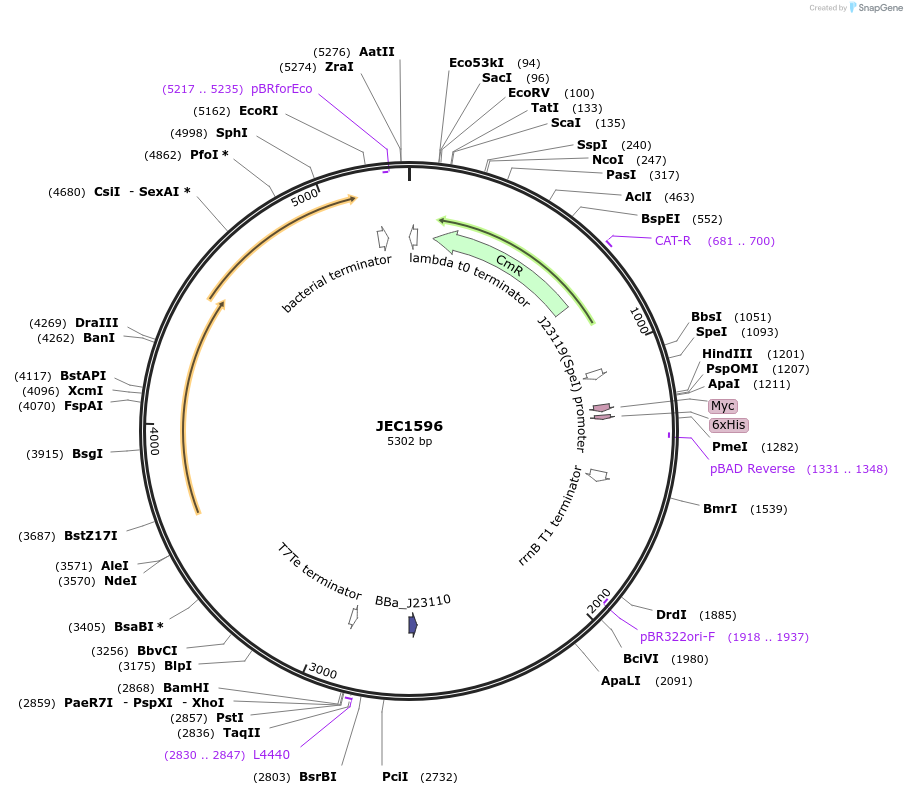 253204-plasmid-map-sequence-id-504539