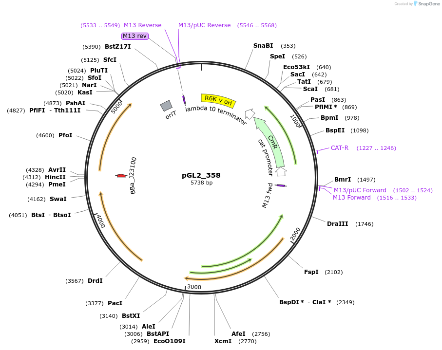 251938-plasmid-map-sequence-id-504540