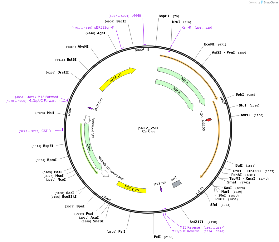 251896-plasmid-map-sequence-id-504542