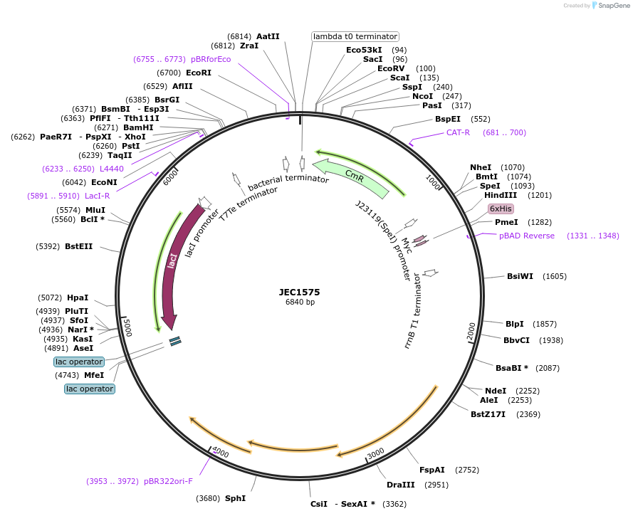 253202-plasmid-map-sequence-id-504543