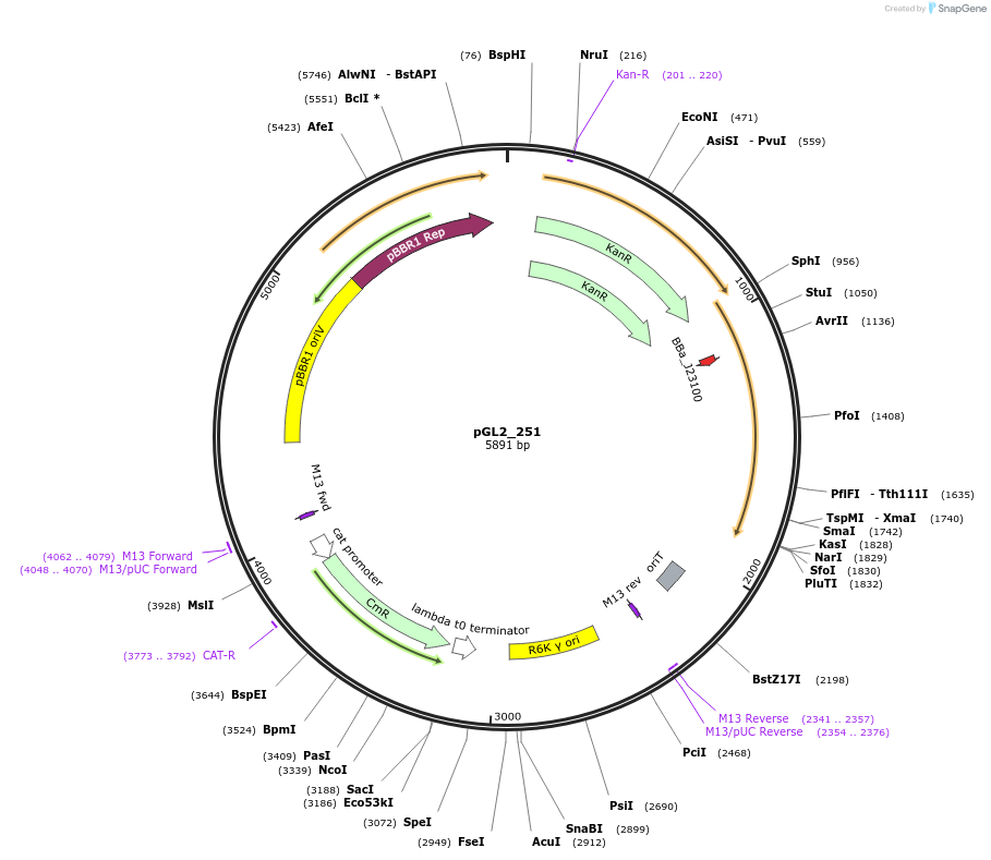 251897-plasmid-map-sequence-id-504545