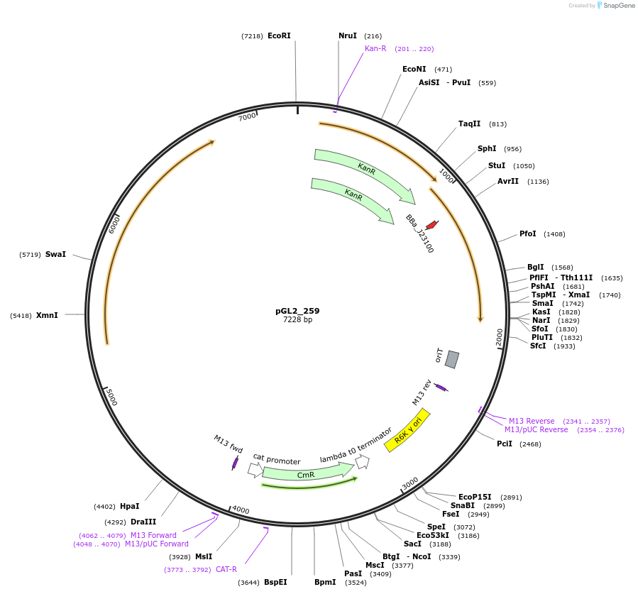 251899-plasmid-map-sequence-id-504549