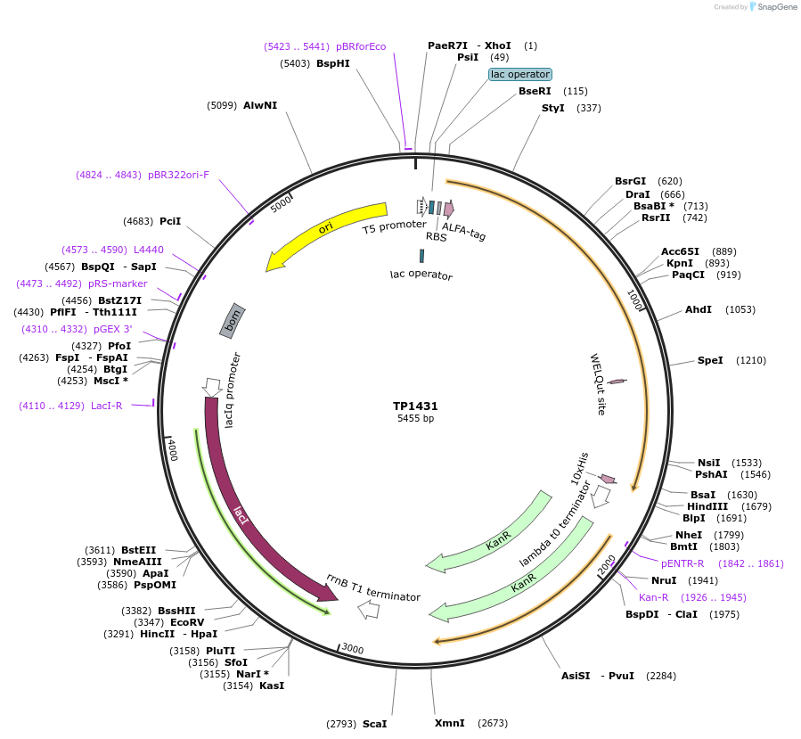 252375-plasmid-map-sequence-id-504550