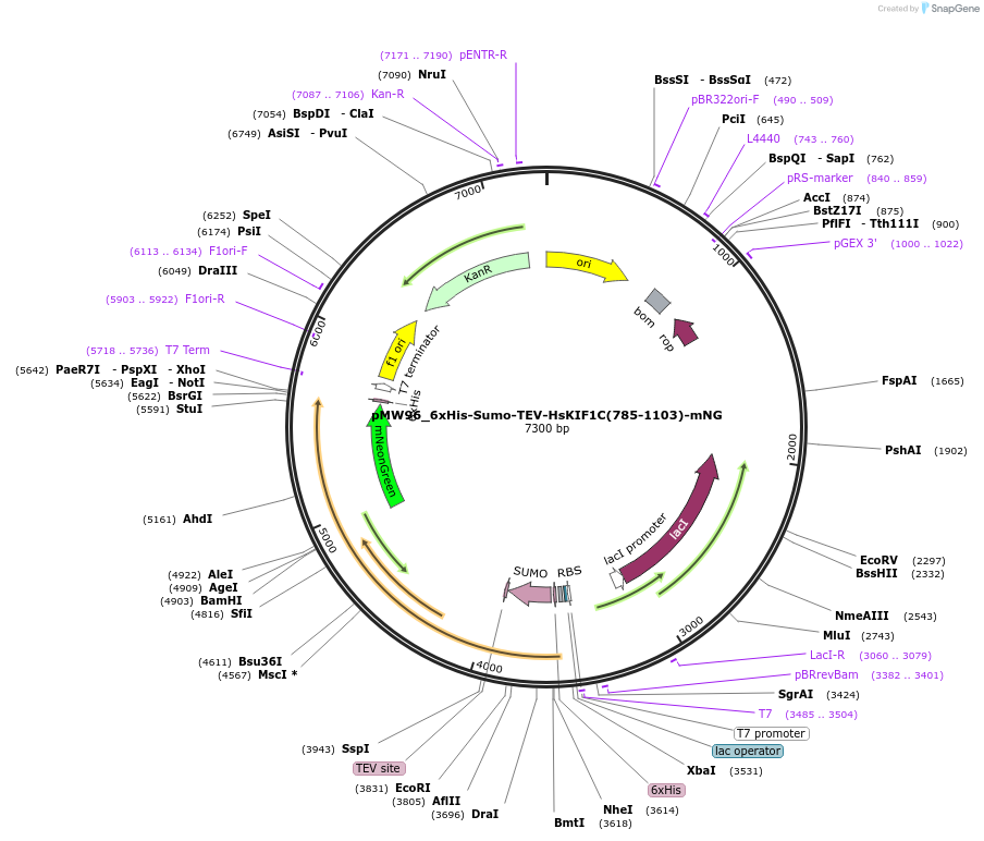 253318-plasmid-map-sequence-id-504553