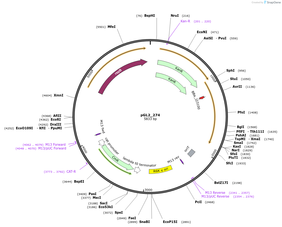 251914-plasmid-map-sequence-id-504554