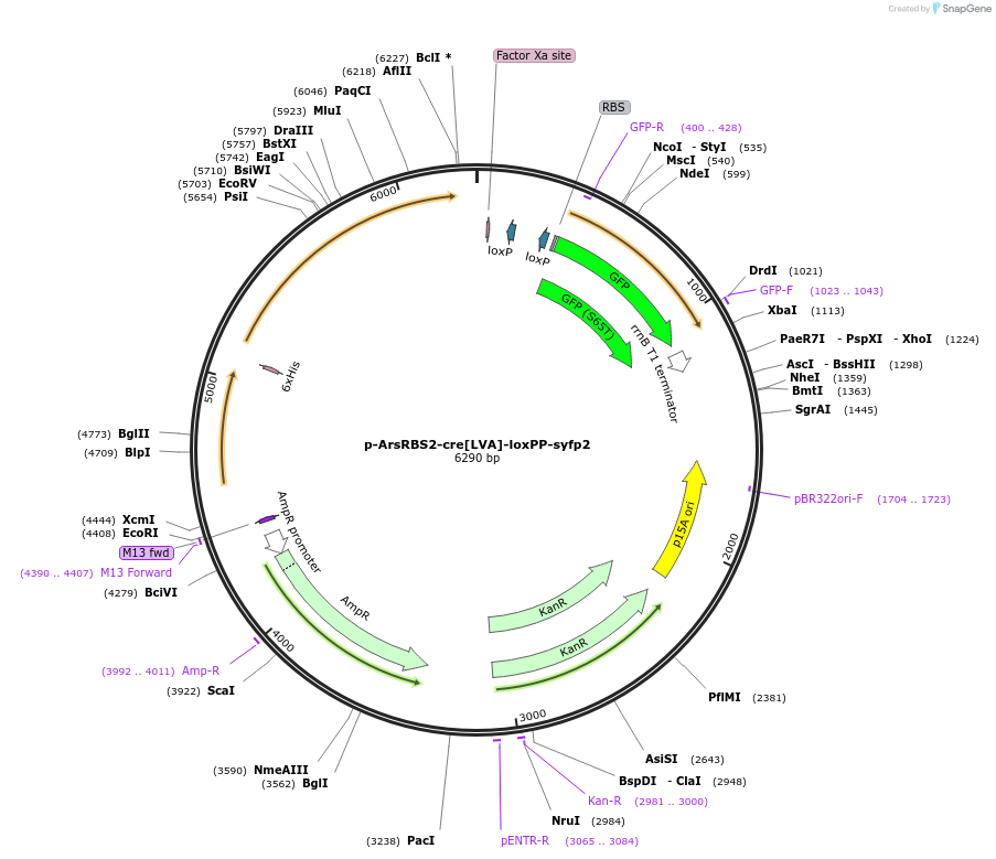 252621-plasmid-map-sequence-id-504557