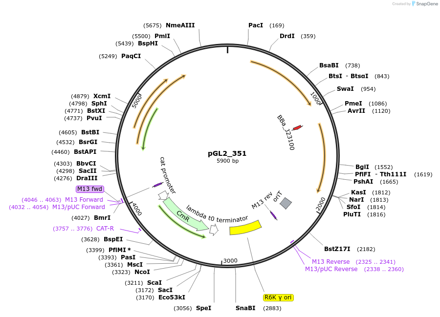 251931-plasmid-map-sequence-id-504558