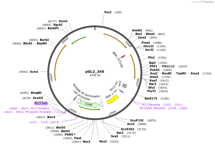 251925-plasmid-map-sequence-id-504560