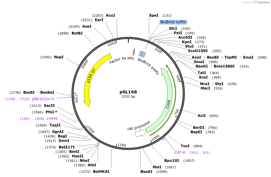 252942-plasmid-map-sequence-id-504561