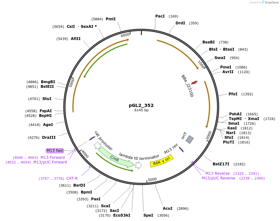 251932-plasmid-map-sequence-id-504562