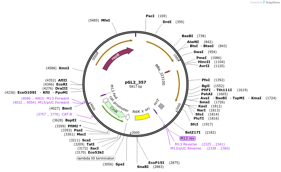 251937-plasmid-map-sequence-id-504565