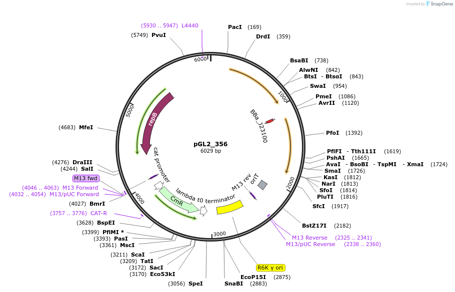 251936-plasmid-map-sequence-id-504567