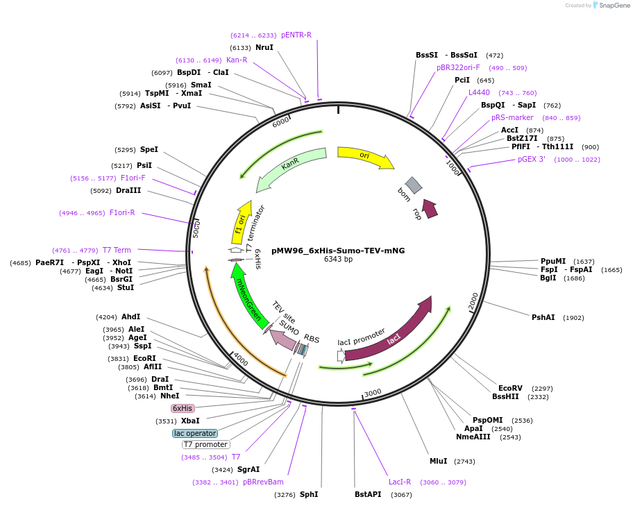 253320-plasmid-map-sequence-id-504568