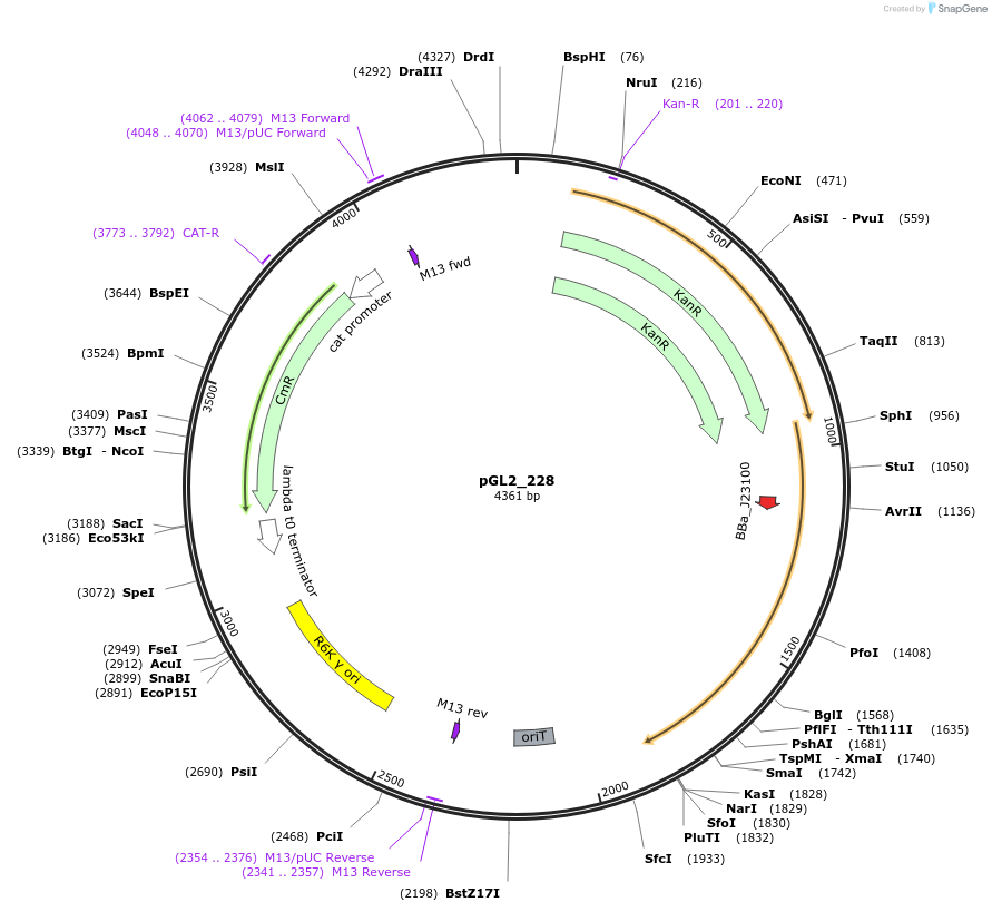 251895-plasmid-map-sequence-id-504569