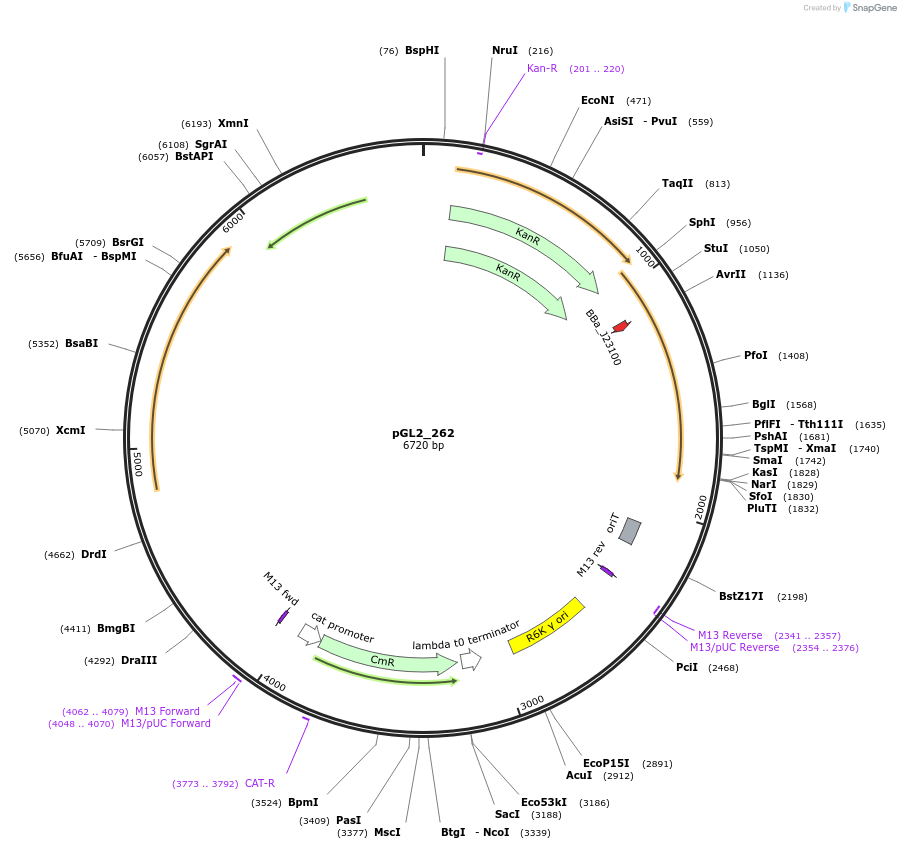 251902-plasmid-map-sequence-id-504571
