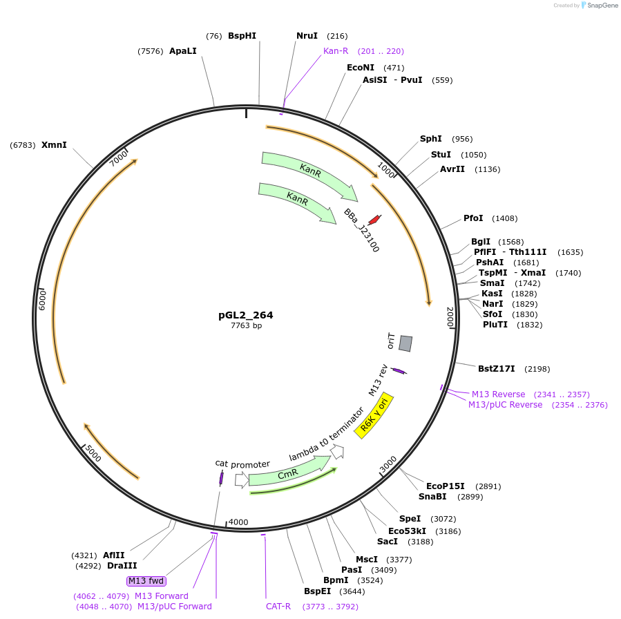 251904-plasmid-map-sequence-id-504574