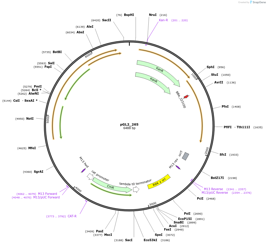 251905-plasmid-map-sequence-id-504577