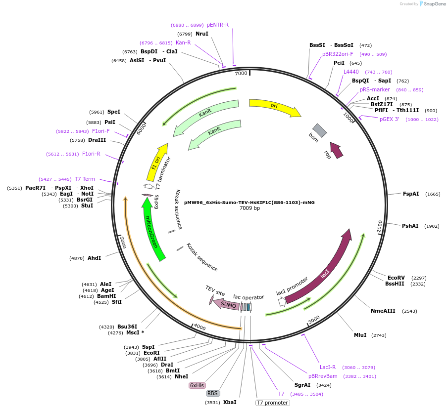 253319-plasmid-map-sequence-id-504578