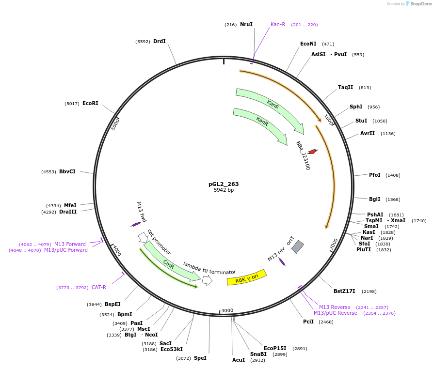 251903-plasmid-map-sequence-id-504579