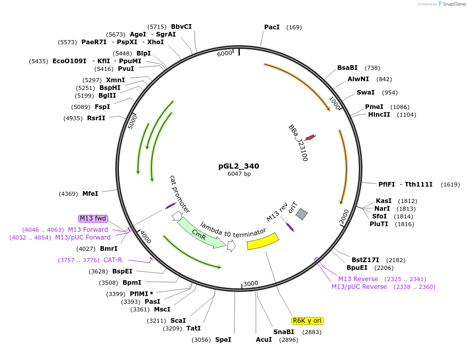 251920-plasmid-map-sequence-id-504581
