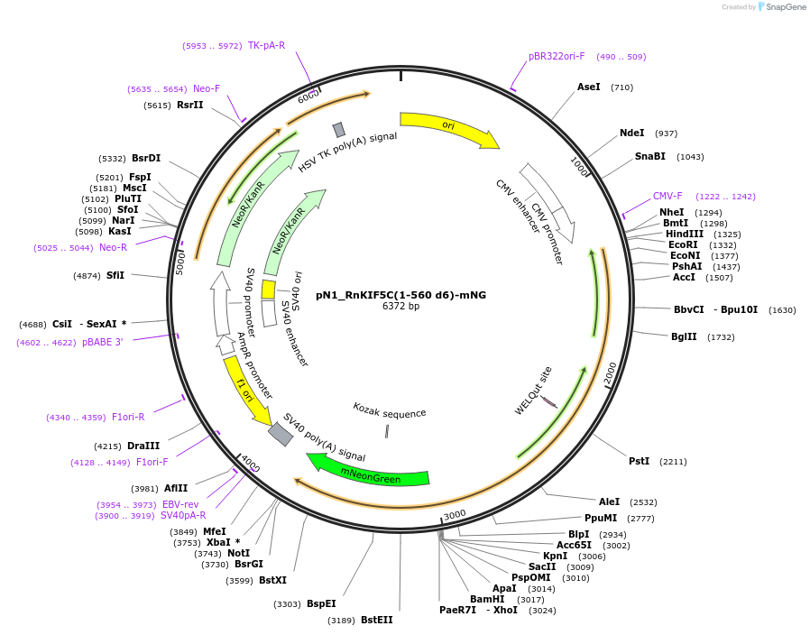 252746-plasmid-map-sequence-id-504582