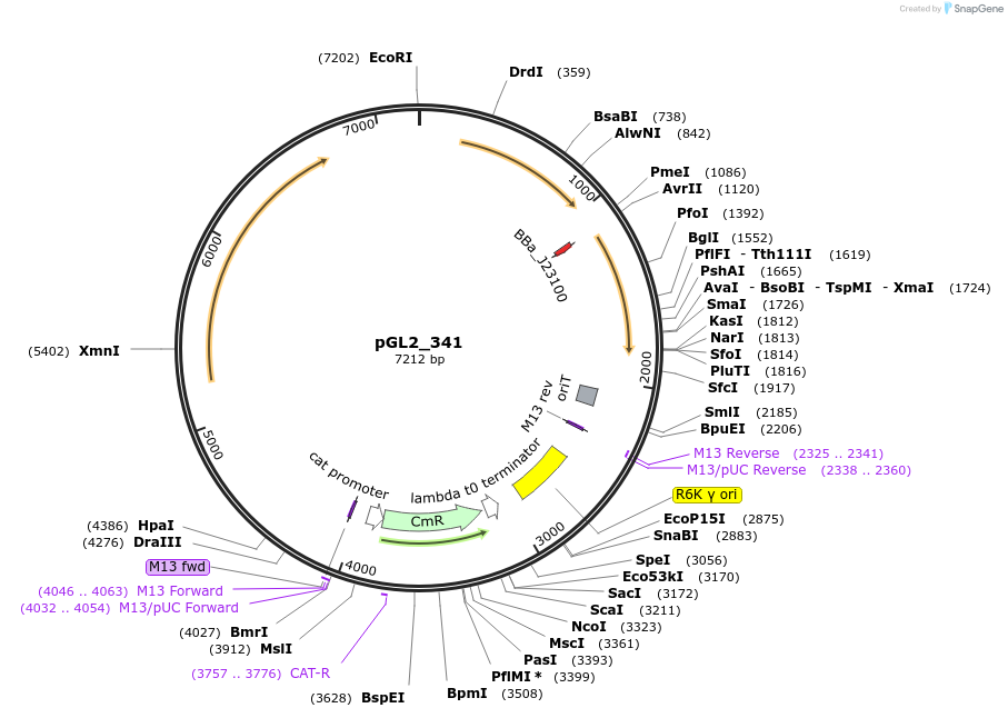 251921-plasmid-map-sequence-id-504583