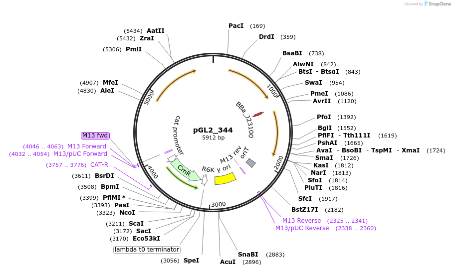 251924-plasmid-map-sequence-id-504585