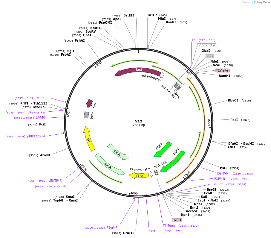 253336-plasmid-map-sequence-id-504586