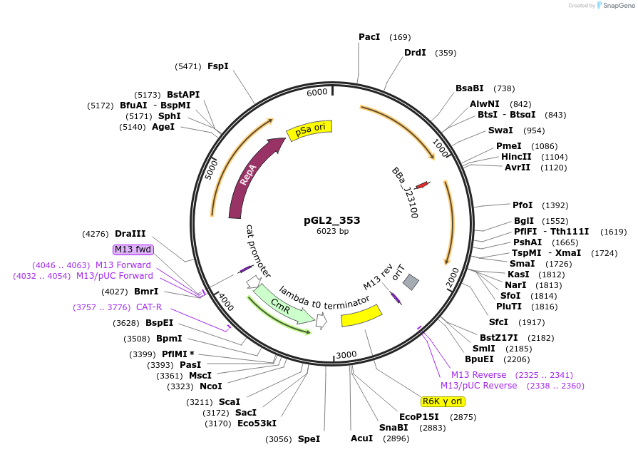 251933-plasmid-map-sequence-id-504587