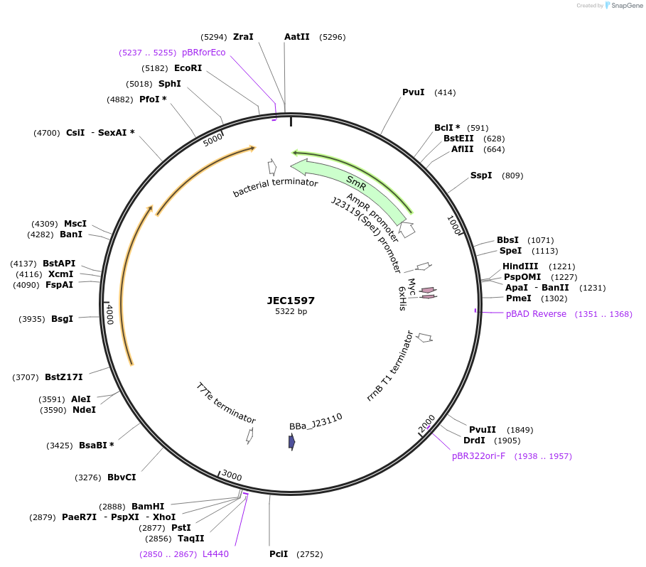 253205-plasmid-map-sequence-id-504588