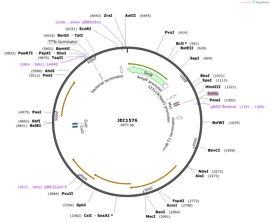 253203-plasmid-map-sequence-id-504589